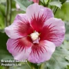 Hibiscus 'Flower Tower Purple' -Cheap Tree Foliage Store HIBI FTOWERPUR H43875