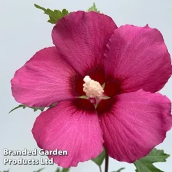 Hibiscus 'Flower Tower Collection' -Cheap Tree Foliage Store HIBI FTOWERRUB H438801