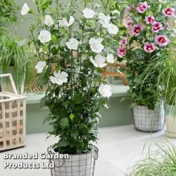 Hibiscus 'Flower Tower Collection' -Cheap Tree Foliage Store HIBI FTOWERWHI H438861