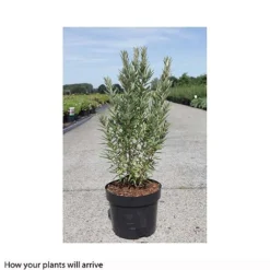 Hippophae Rhamnoides 'Hikul' -Cheap Tree Foliage Store HIPP T66225 A h