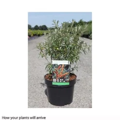 Hippophae Rhamnoides 'Leikora' -Cheap Tree Foliage Store HIPP T66226 A h