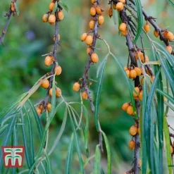 Hippophae Rhamnoides 'Leikora' -Cheap Tree Foliage Store HIPP T66226 C