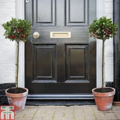 Holly 'Blue Maid' (Standard) 6 Holly 'Blue Maid' (Standard) -Cheap Tree Foliage Store HOLL T78741 A2