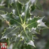 Holly 'Alaska' -Cheap Tree Foliage Store HOLL TKA2053 A