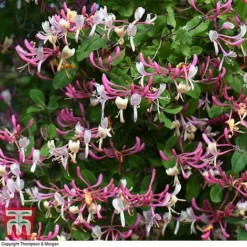 Honeysuckle 'Belgica' -Cheap Tree Foliage Store HONE T58011 D