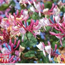 Honeysuckle 'Belgica' -Cheap Tree Foliage Store HONE T58011 E