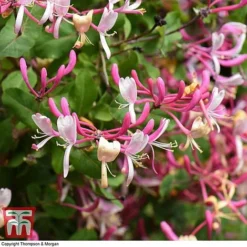 Honeysuckle 'Belgica' -Cheap Tree Foliage Store HONE T58011 F