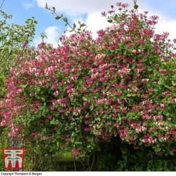 Honeysuckle 'Belgica' -Cheap Tree Foliage Store HONE T58011 I