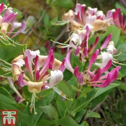 Honeysuckle 'Fragrant Cloud' 5 Honeysuckle 'Fragrant Cloud' -Cheap Tree Foliage Store HONE T82194 B