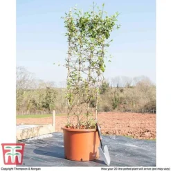 Honeysuckle 'Halliana' - Trellis 10 Honeysuckle 'Halliana' - Trellis -Cheap Tree Foliage Store HONE WKB9249 F