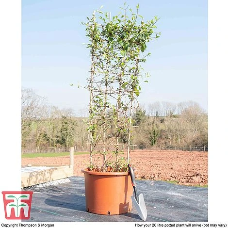 Honeysuckle 'Halliana' - Trellis 6 Honeysuckle 'Halliana' - Trellis - Image 4