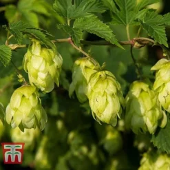 Humulus Lupulus