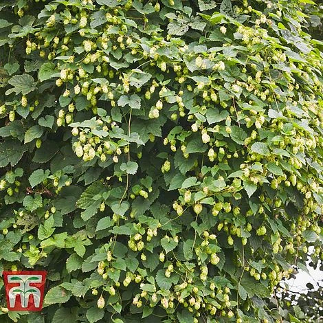 Humulus Lupulus 4 Humulus Lupulus - Image 2