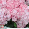 Hydrangea Macrophylla 'Miss Saori' 2 Hydrangea Macrophylla 'Miss Saori' -Cheap Tree Foliage Store HYDR T56211 C