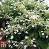 Hydrangea Petiolaris -Cheap Tree Foliage Store HYDR T57999 A