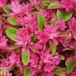 Hydrangea 'Princess Diana' -Cheap Tree Foliage Store HYDR T79155 A1