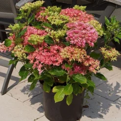 Hydrangea 'Princess Diana' -Cheap Tree Foliage Store HYDR T79155 B1