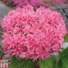 Hydrangea 'Princess Diana' -Cheap Tree Foliage Store HYDR T79155 C