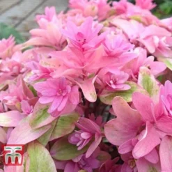 Hydrangea 'Princess Diana' -Cheap Tree Foliage Store HYDR T79155 D