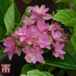 Hydrangea 'Princess Diana' -Cheap Tree Foliage Store HYDR T79155 E