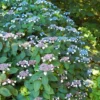Hydrangea Serrata 'Magic Seduction Annie's Blue' 1 Hydrangea Serrata 'Magic Seduction Annie's Blue' -Cheap Tree Foliage Store HYDRA MAGICSEDU W30375