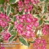 Hydrangea Serrata 'Euphoria Pink' -Cheap Tree Foliage Store HYDR EUPHORIAP S49587