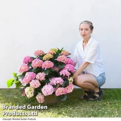 Hydrangea Macrophylla 'Pink' -Cheap Tree Foliage Store HYDR MACPINK7L T50414