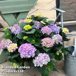 Hydrangea Macrophylla 'Blue' -Cheap Tree Foliage Store HYDR MACRBLUE S50294