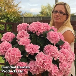 Hydrangea Macrophylla 'Pink' -Cheap Tree Foliage Store HYDR MACRPINK S50284