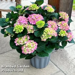 Hydrangea Macrophylla 'Pink' -Cheap Tree Foliage Store HYDR MACRPINK S50285