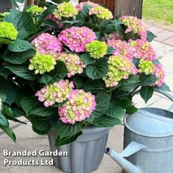Hydrangea Macrophylla 'Pink' -Cheap Tree Foliage Store HYDR MACRPINK S50286