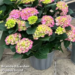 Hydrangea Macrophylla 'Pink' -Cheap Tree Foliage Store HYDR MACRPINK S50287
