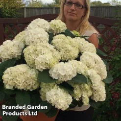 Hydrangea Macrophylla 'White'