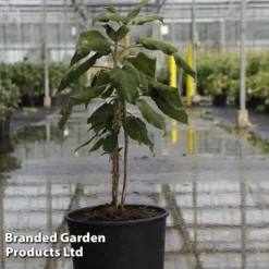 Hydrangea Aspera 'Sargentiana' -Cheap Tree Foliage Store HYDR SARGENTIA S45789