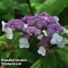 Hydrangea Aspera 'Sargentiana' -Cheap Tree Foliage Store HYDR SARGENTIA S45790