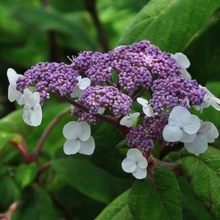 Hydrangea Aspera 'Sargentiana' -Cheap Tree Foliage Store HYDR SARGENTIA S45790 NOW