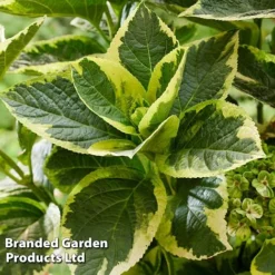 Hydrangea Macrophylla 'Sunshine Amy' 8 Hydrangea Macrophylla 'Sunshine Amy' -Cheap Tree Foliage Store HYDR SUNSHIAMY S44090