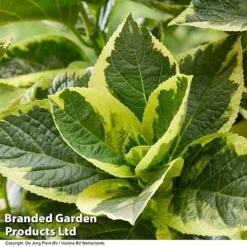Hydrangea Macrophylla 'Sunshine Amy' 10 Hydrangea Macrophylla 'Sunshine Amy' -Cheap Tree Foliage Store HYDR SUNSHIAMY S44100