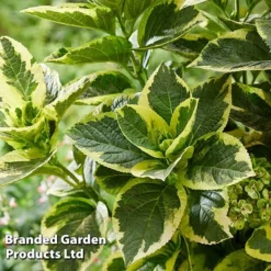 Hydrangea Macrophylla 'Sunshine Amy' 11 Hydrangea Macrophylla 'Sunshine Amy' -Cheap Tree Foliage Store HYDR SUNSHIAMY S44101