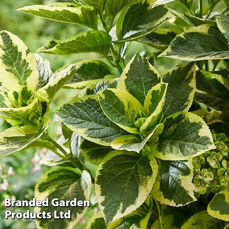 Hydrangea Macrophylla 'Sunshine Amy' 7 Hydrangea Macrophylla 'Sunshine Amy' - Image 5