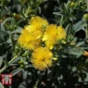 Hypericum Kalmianum 'Blue Velvet' 2 Hypericum Kalmianum 'Blue Velvet' -Cheap Tree Foliage Store HYPE T66261 A
