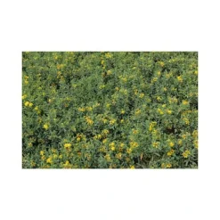 Hypericum Kalmianum 'Blue Velvet' 8 Hypericum Kalmianum 'Blue Velvet' -Cheap Tree Foliage Store HYPE T66261 A h