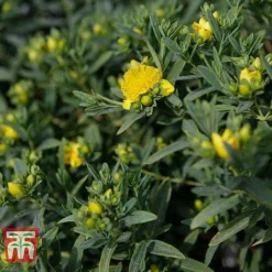 Hypericum Kalmianum 'Blue Velvet' 7 Hypericum Kalmianum 'Blue Velvet' -Cheap Tree Foliage Store HYPE T66261 B