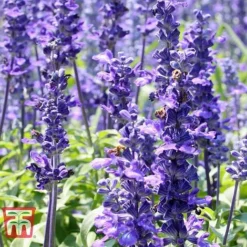 Hyssopus Officinalis -Cheap Tree Foliage Store HYSS T58384 F