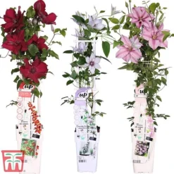 Clematis Patio Collection -Cheap Tree Foliage Store How supplied