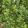 Holly 'Stokes' -Cheap Tree Foliage Store ILEX T66265 B