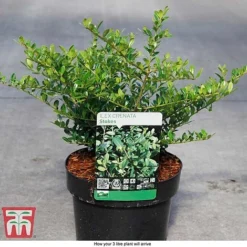 Holly 'Stokes' -Cheap Tree Foliage Store ILEX T66265 D