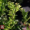 Holly Triflora Var. Kanehirae -Cheap Tree Foliage Store ILEX T66266 A