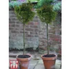 Ilex 'Little Rascal' -Cheap Tree Foliage Store ILEX kb2728 C
