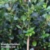 Ilex Aquifolium 'J.C. Van Tol' -Cheap Tree Foliage Store ILEX JCVANTOL S45845